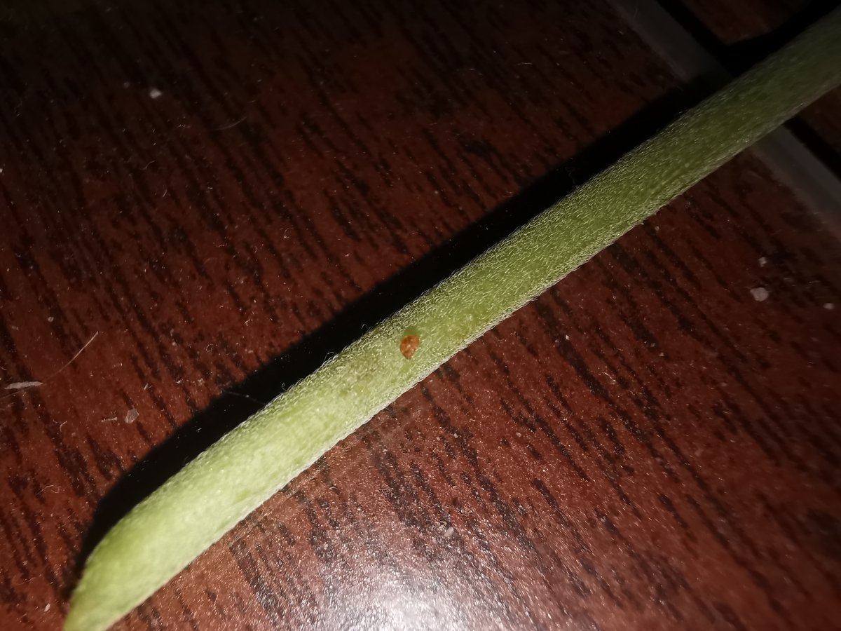 Red substance from stem and spotting damage on leaf any ideas 6