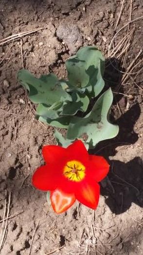 Red flower heart