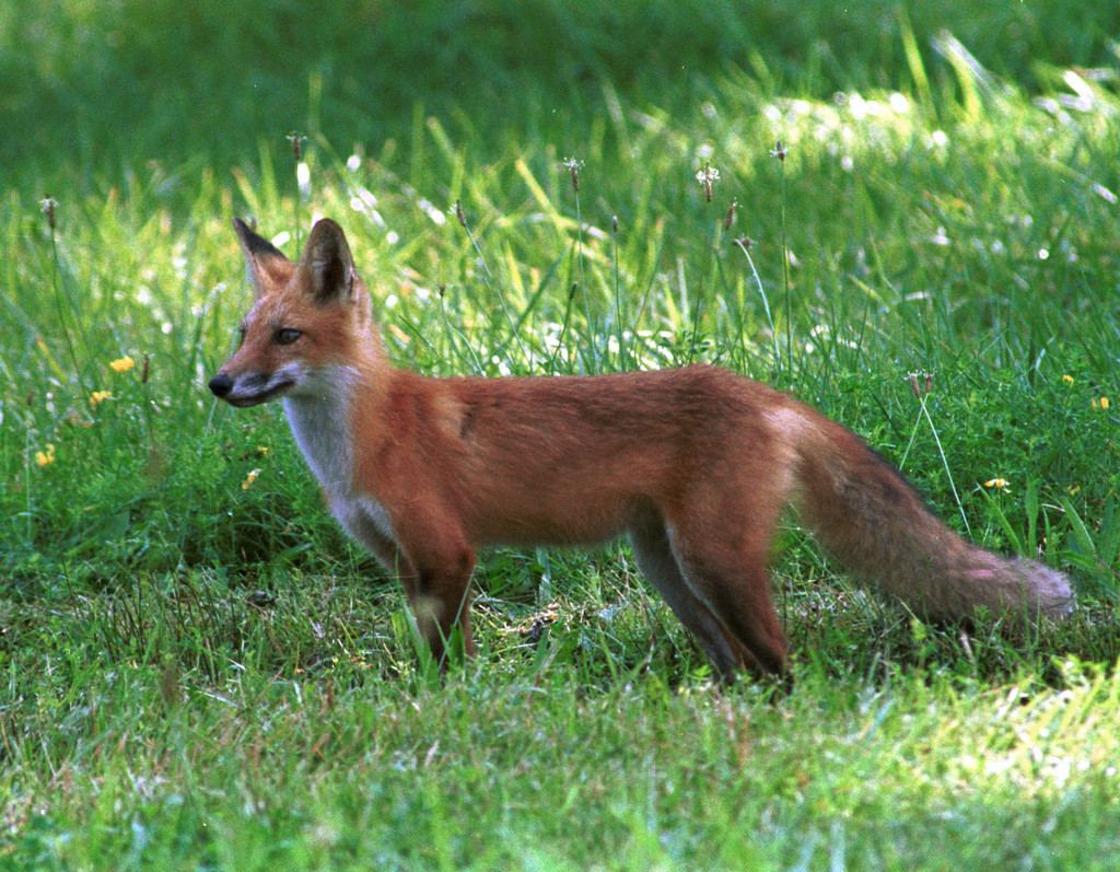 Red fox1
