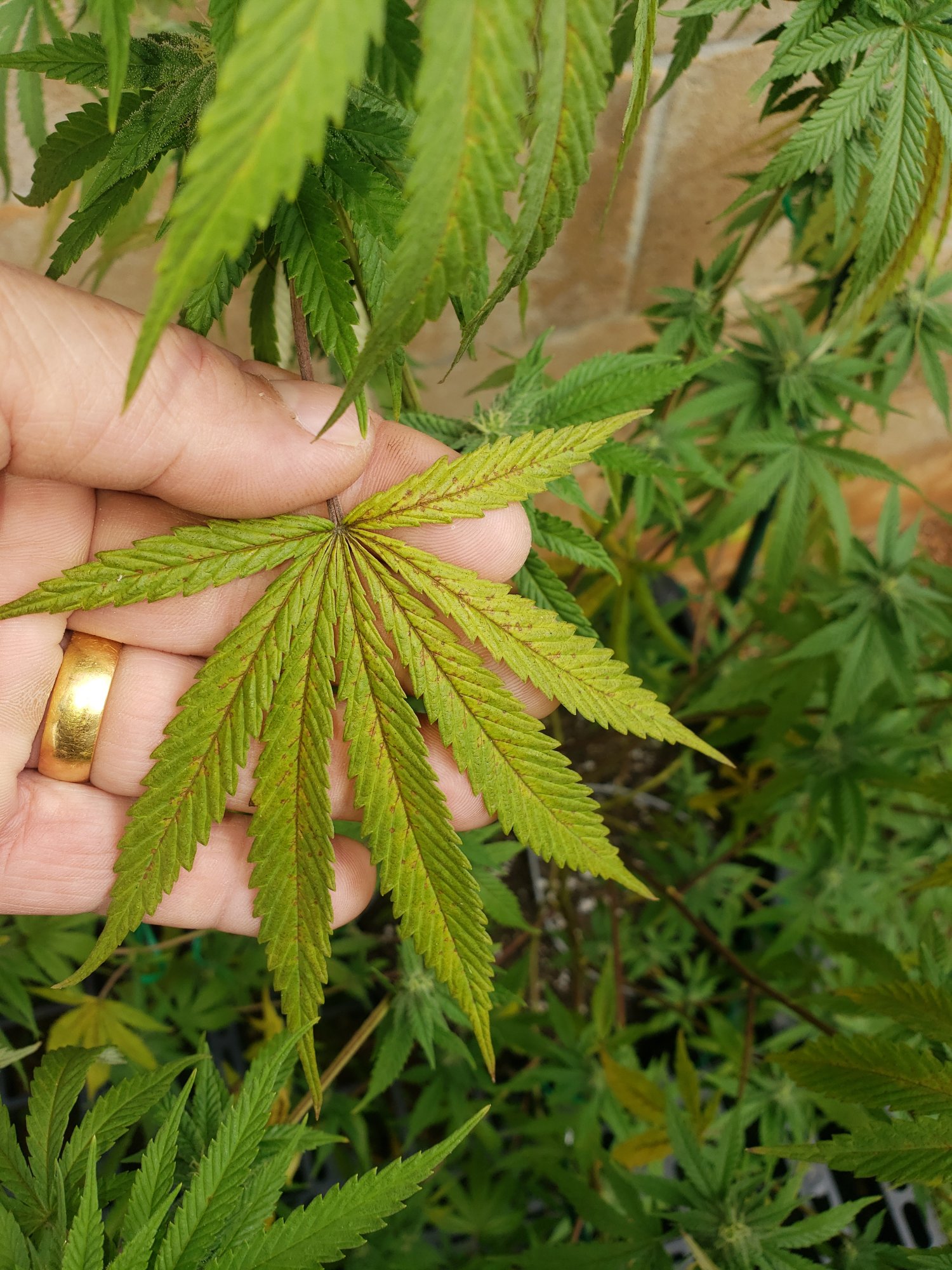 Redbrownish spots on leafs open to suggestions 5