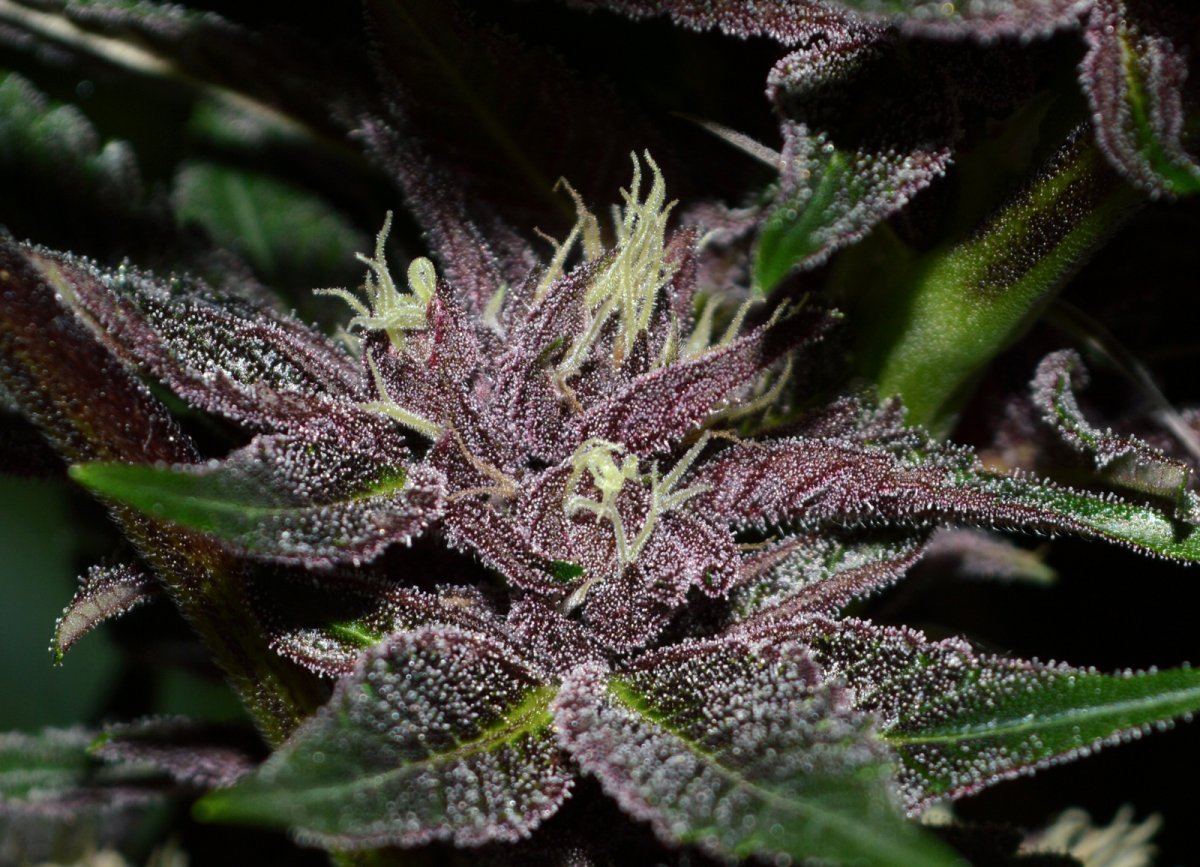 Redbudd