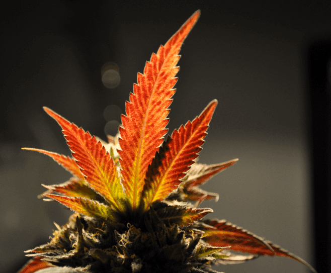 Redd
