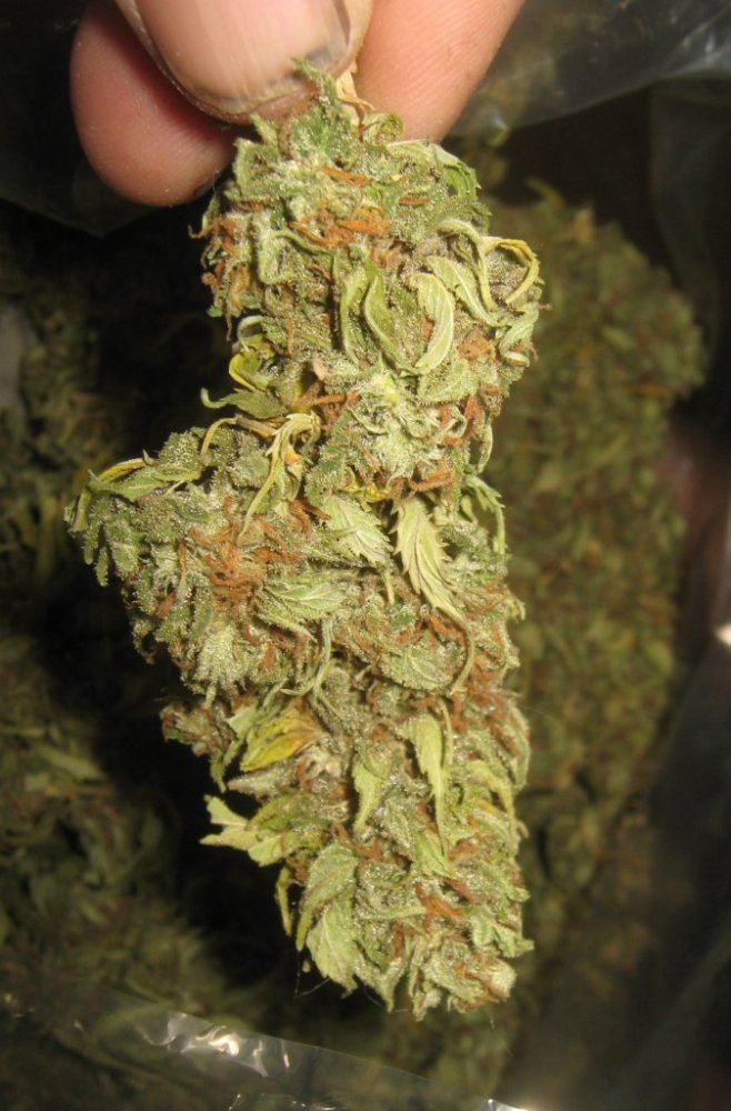 Redeyebud