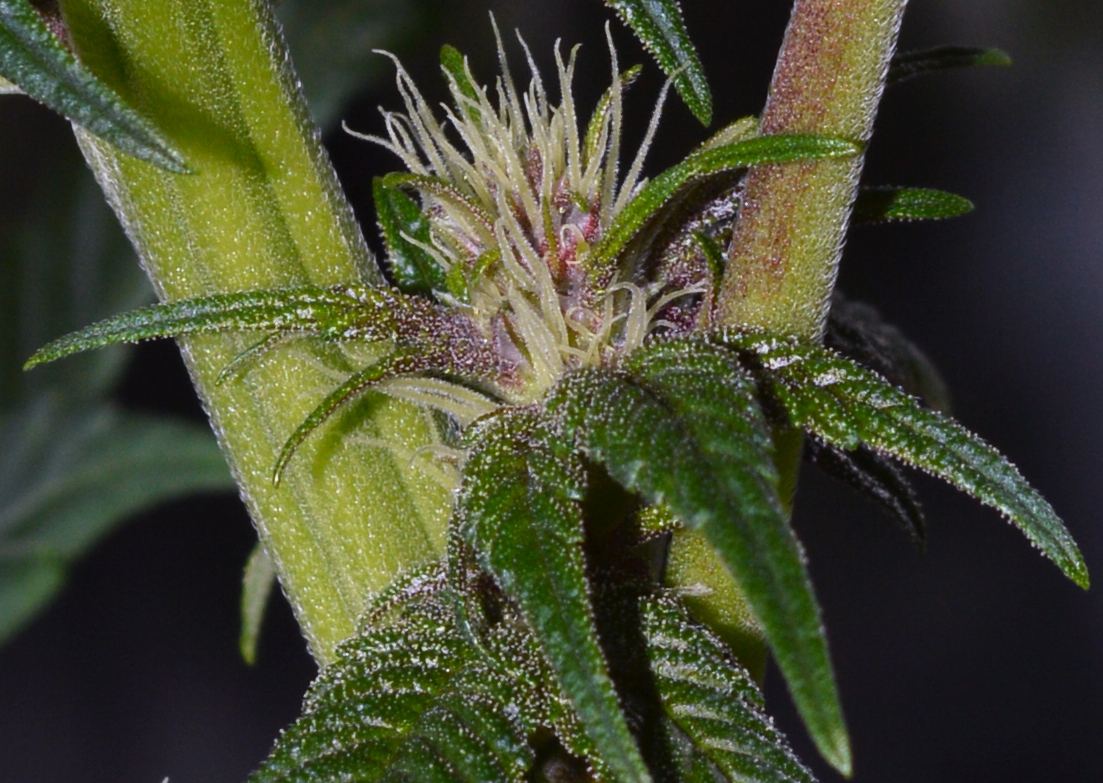 Redfemaleflower