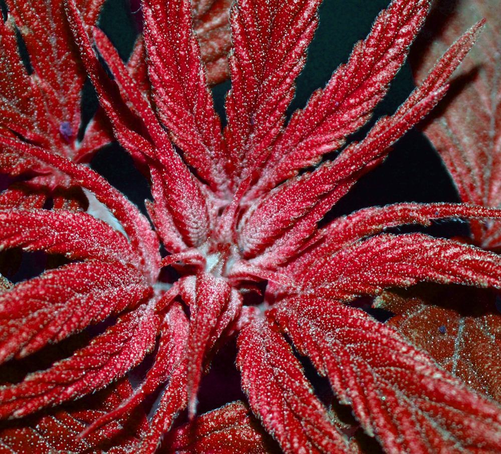 Redmaletrifrost