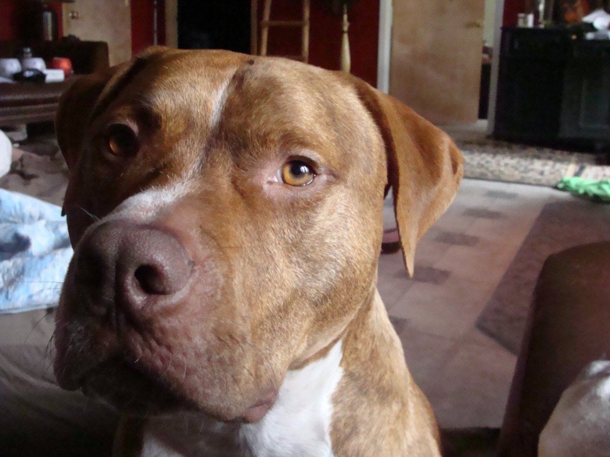 Rednose