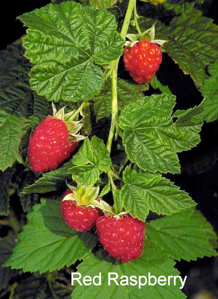 RedRaspberry