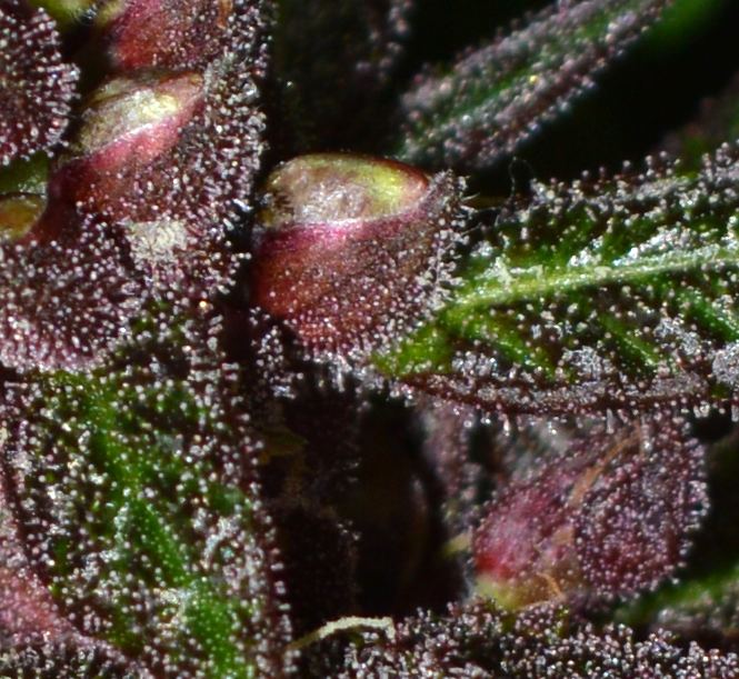 Redseeds2