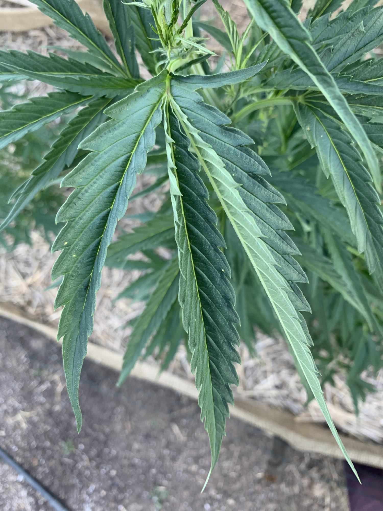 Reduced leaflets corkscrewing revegging signs but never flowered 4