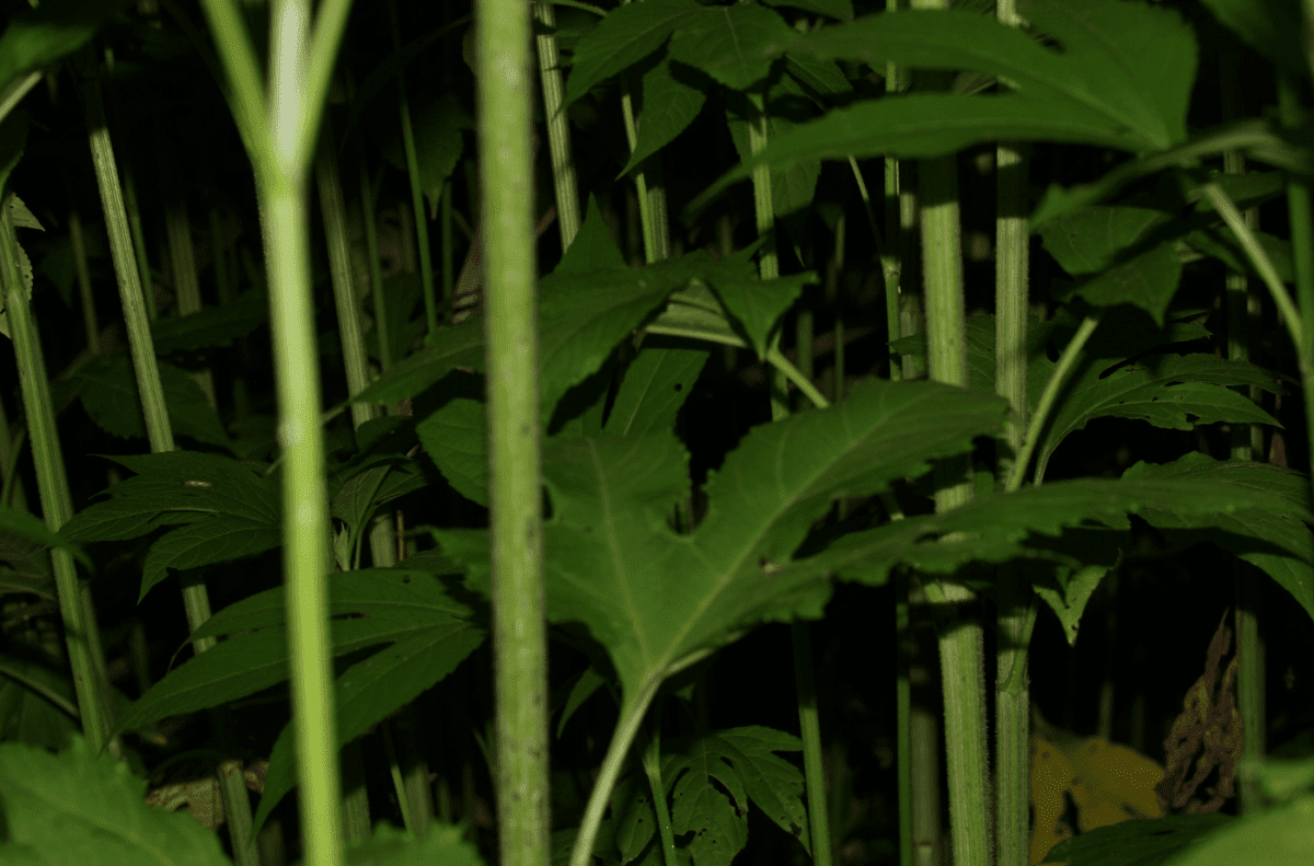 Reeds