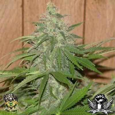 Reeferman seeds Cherry haze