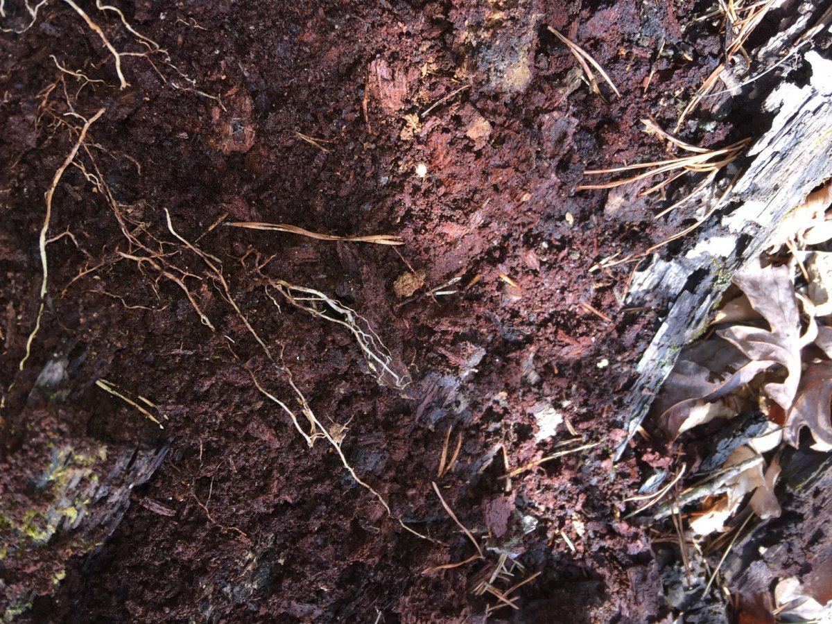 Reg soil