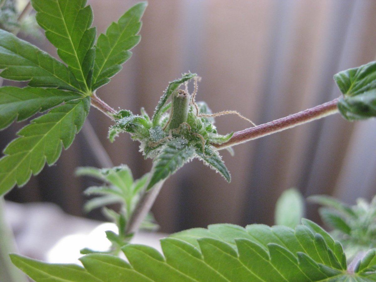 Regen 2 nug