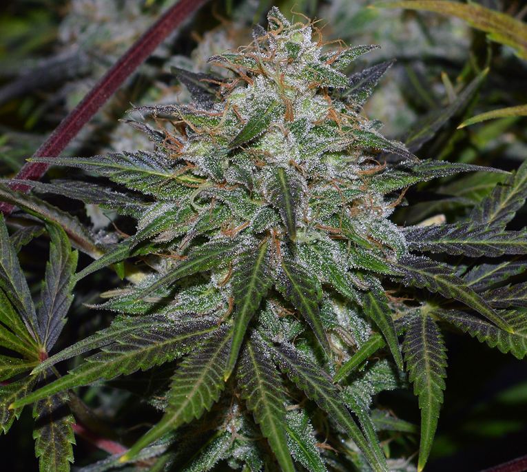 Regpurplebuddy