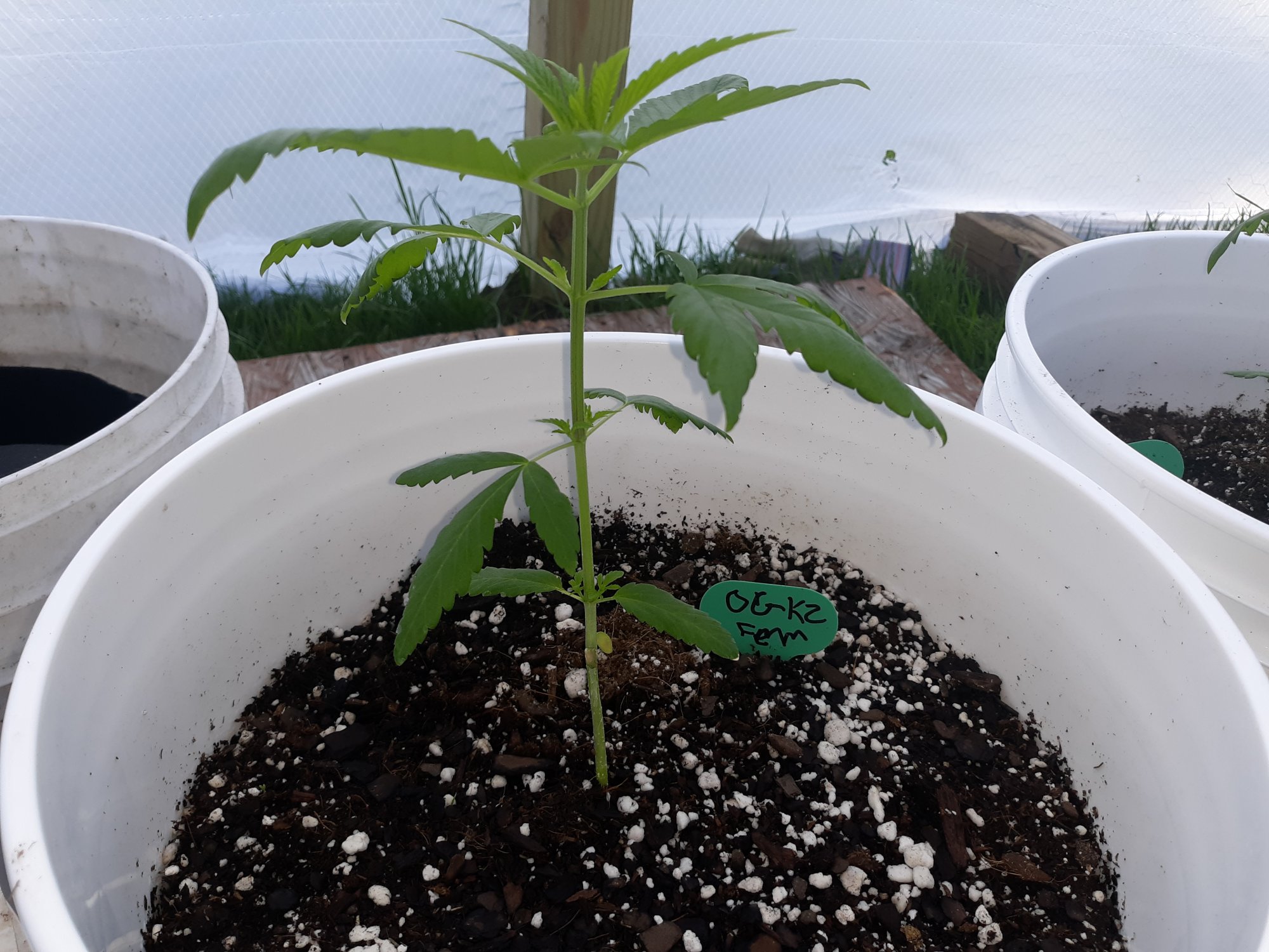 Relatively newer outdoor grower question 2
