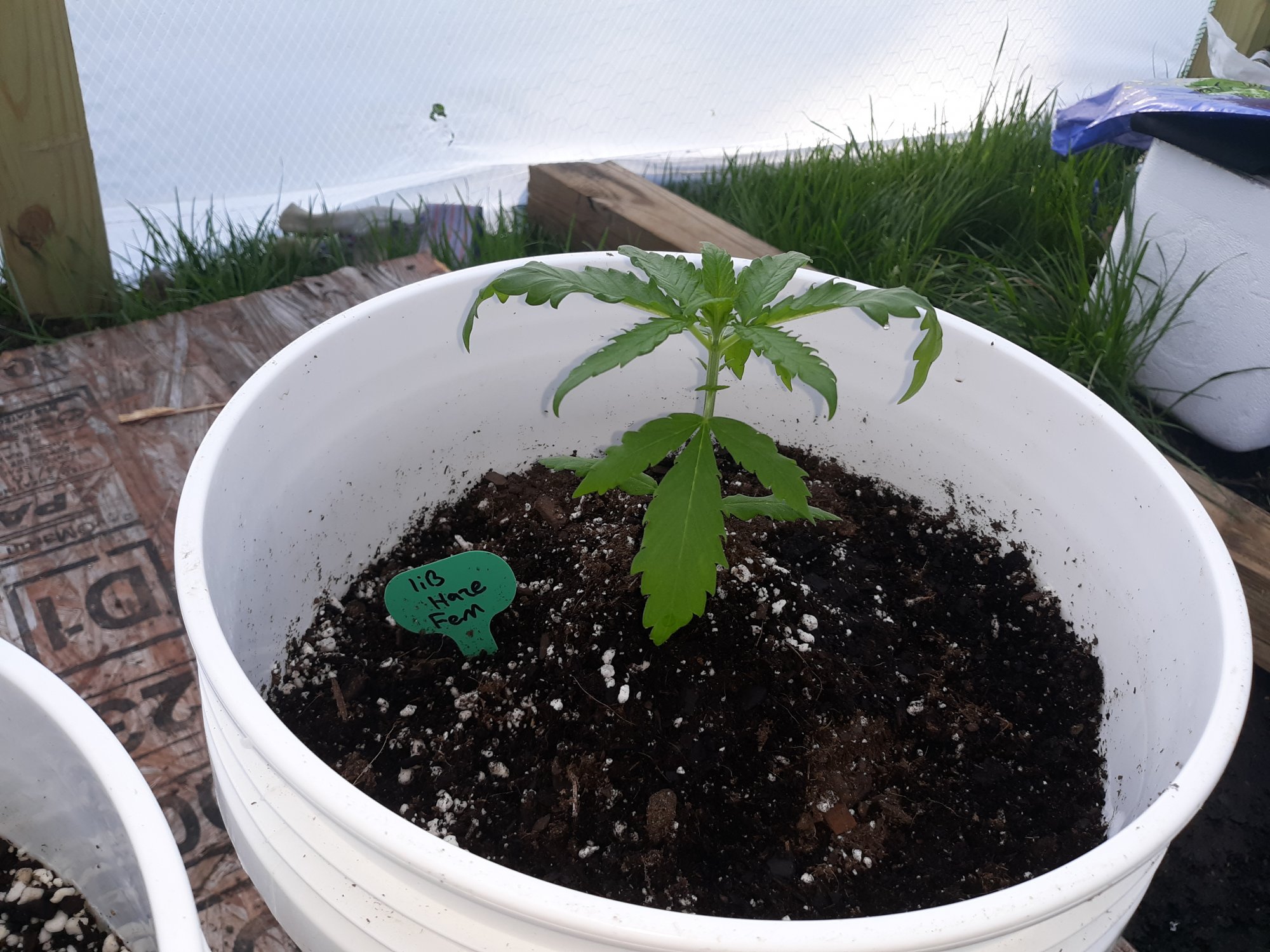 Relatively newer outdoor grower question 3
