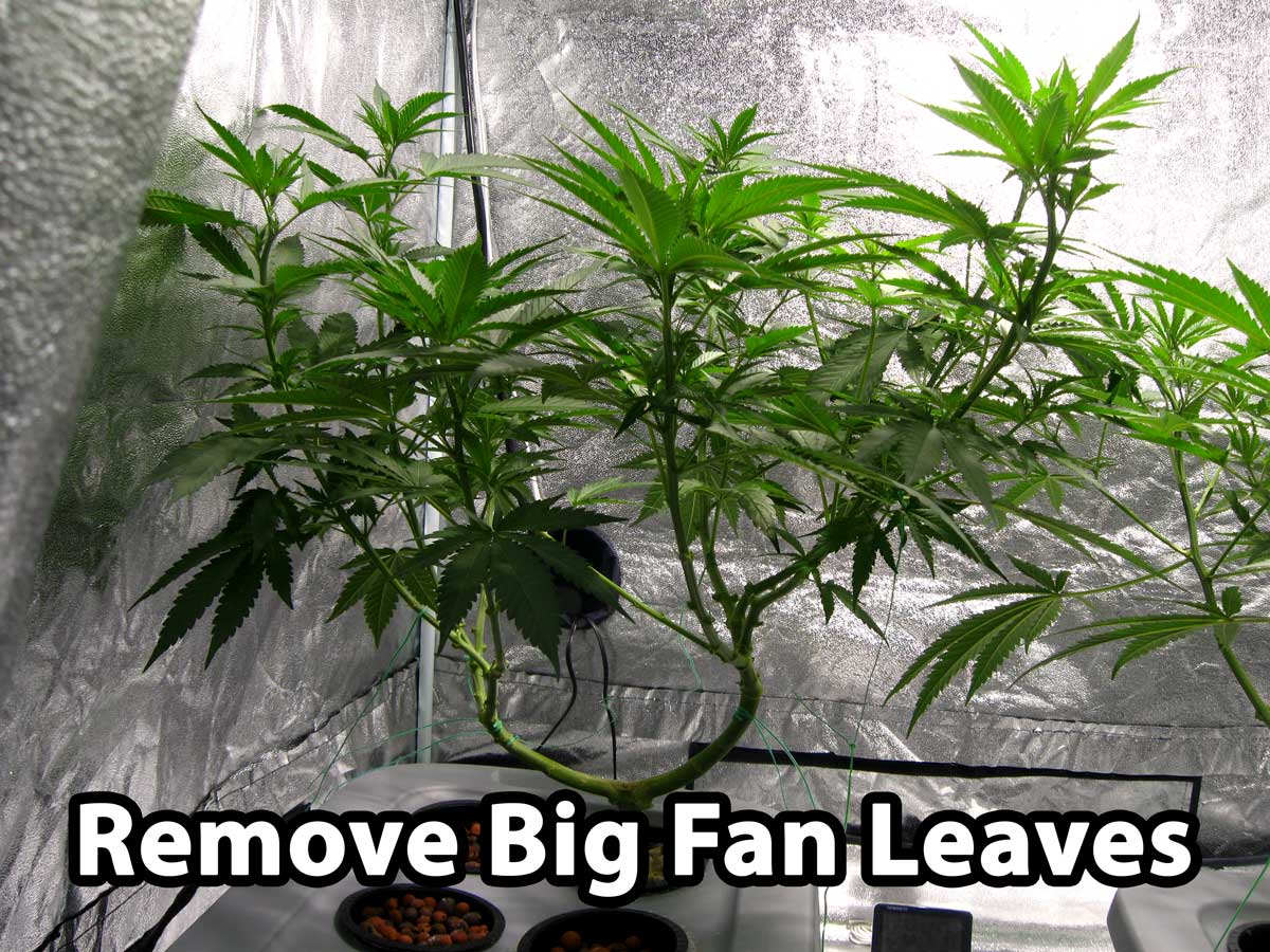 Remove big fan leaves cannabis manifold