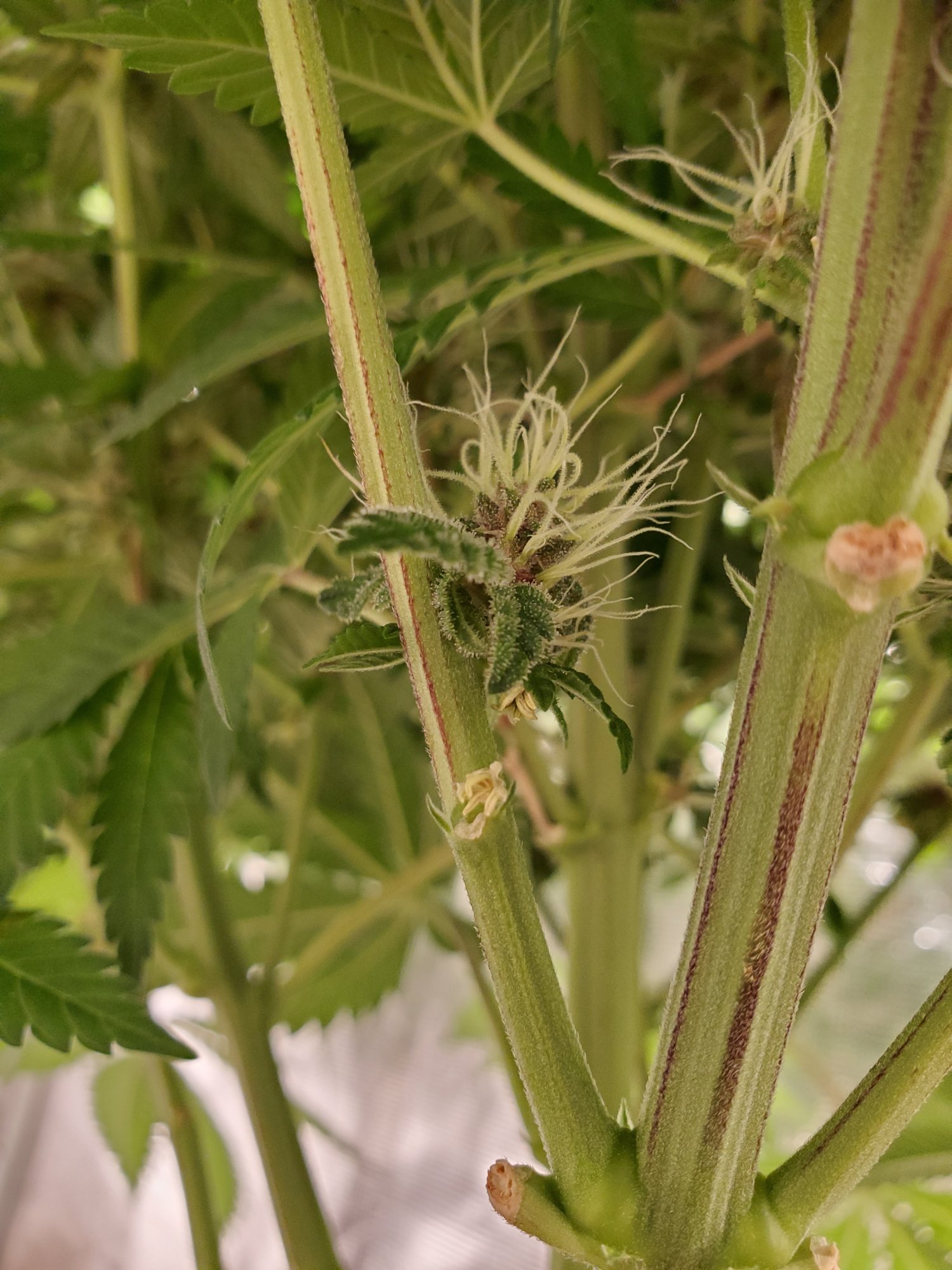Reoccuring issues with hermaphrodite plants mid flower 3