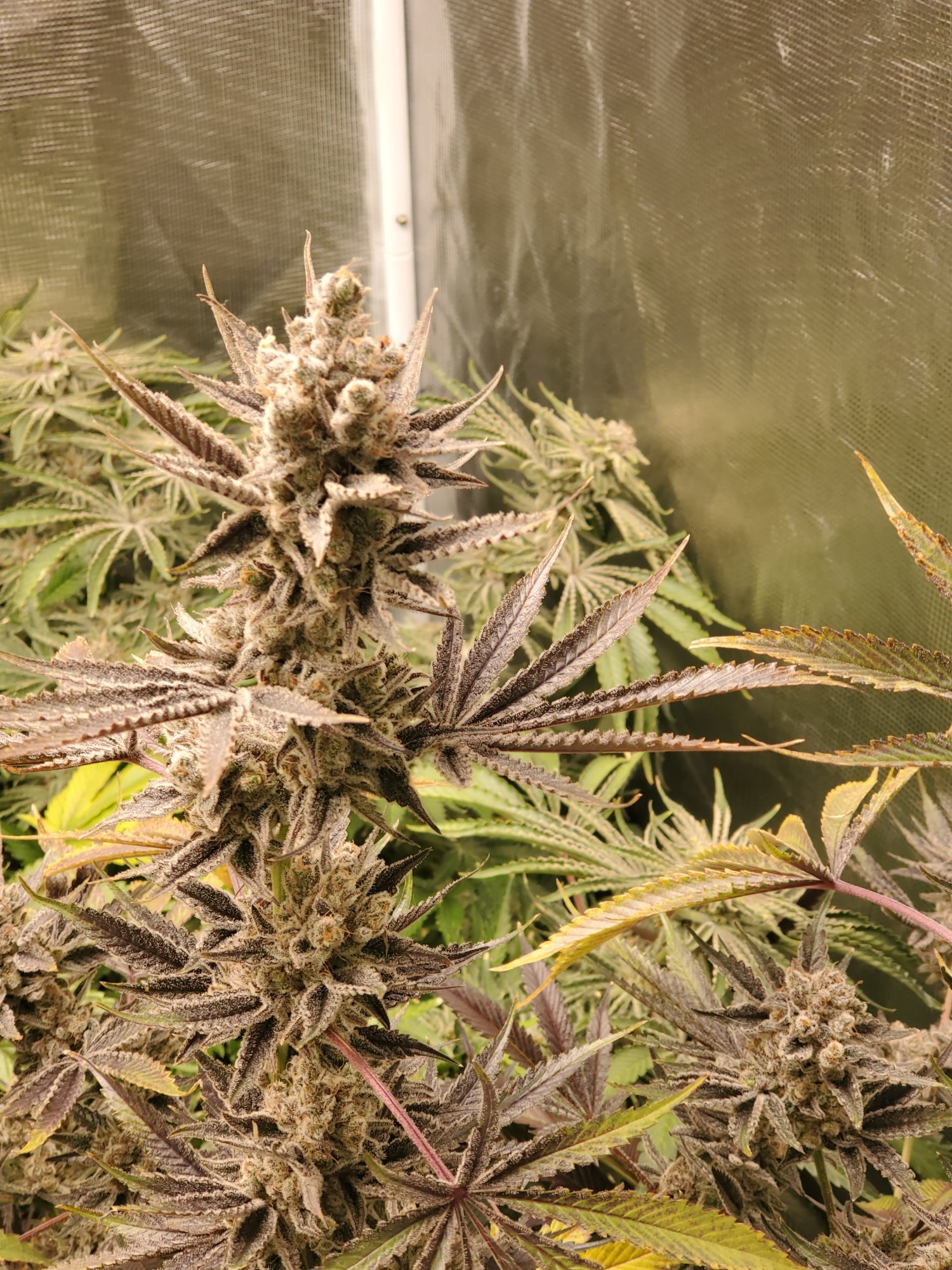 Reoccuring issues with hermaphrodite plants mid flower 5
