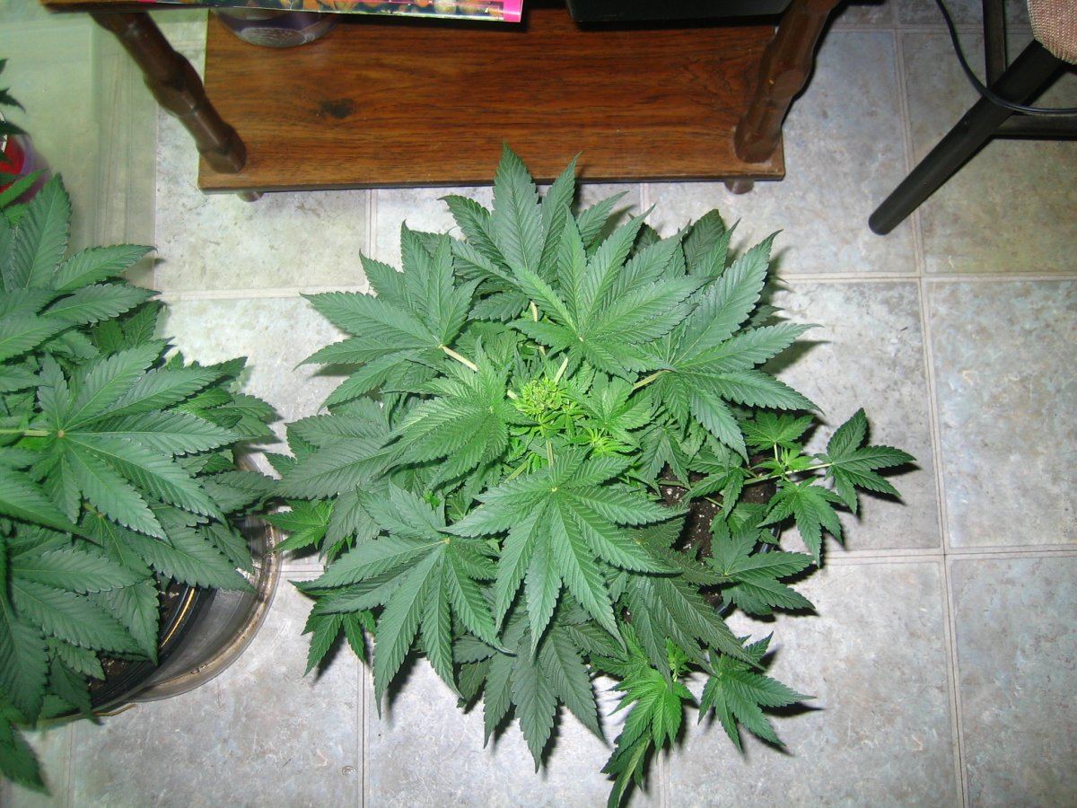 Repot 008