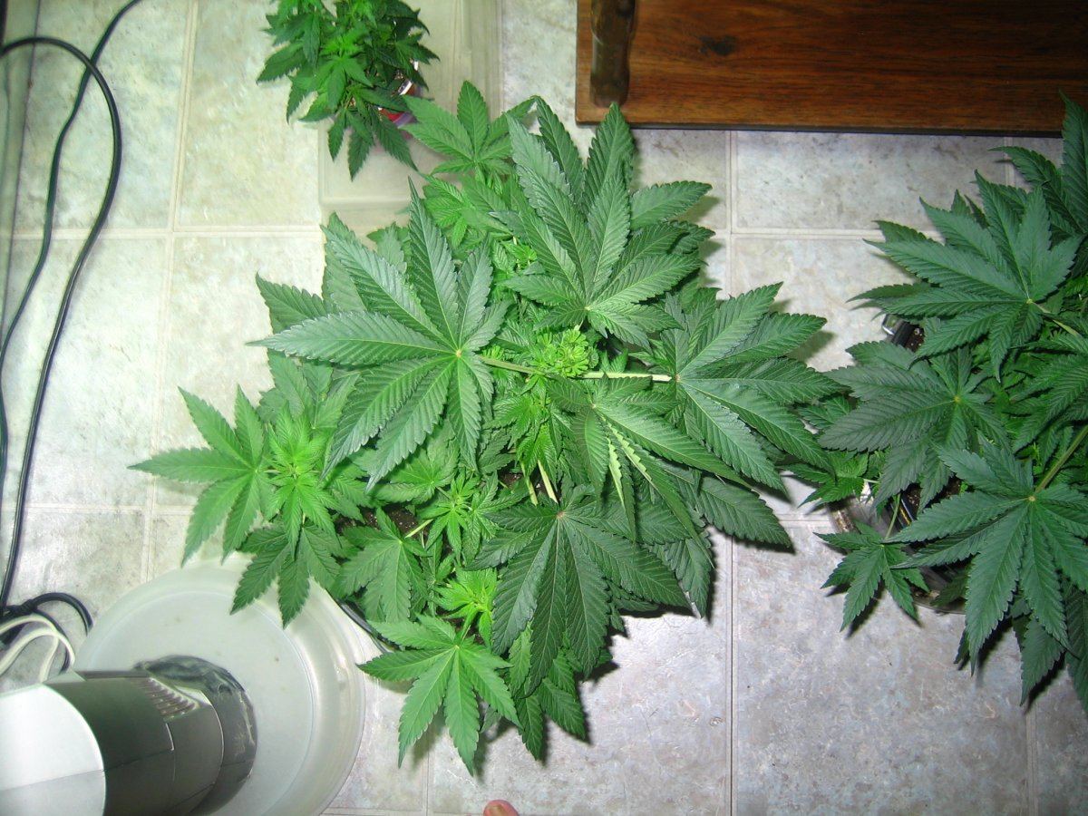 Repot 009