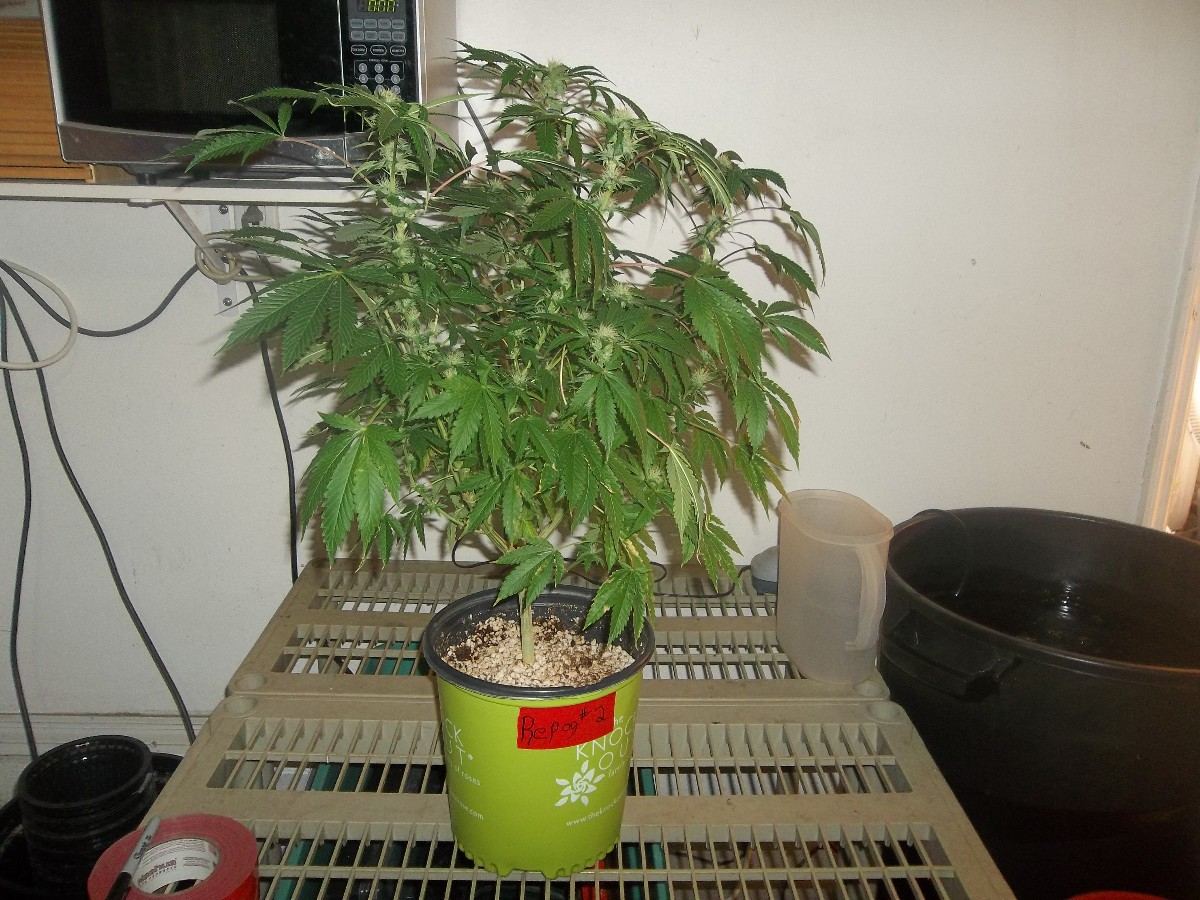 Reptilian og 2