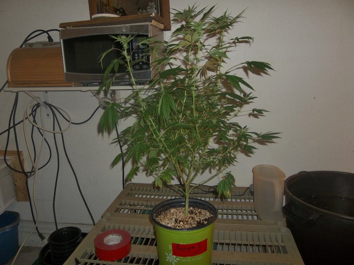 Reptilian og 3