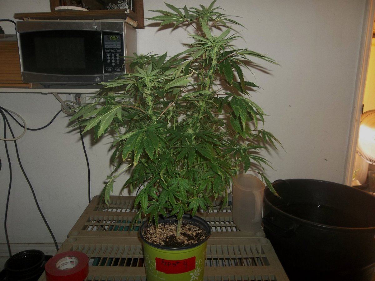 Reptilian og 4