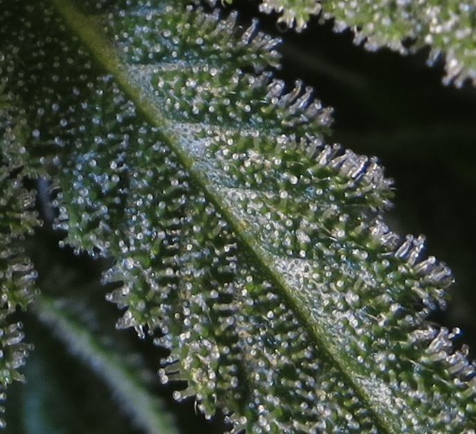 RESIN sf