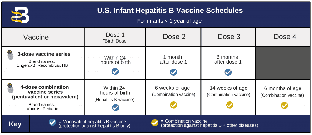 ResizedImageWzEwMDAsNDM1XQ Infant Hepatitis B Vaccine Schedules Chart High Res for Website 10