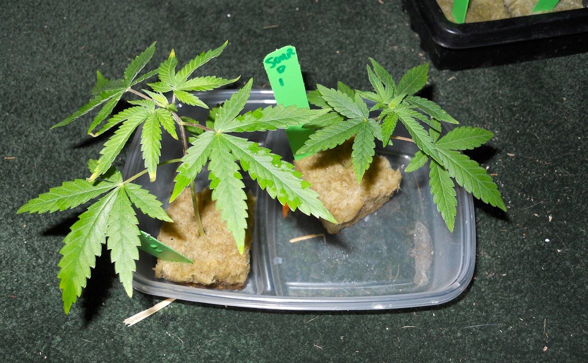 Results clones