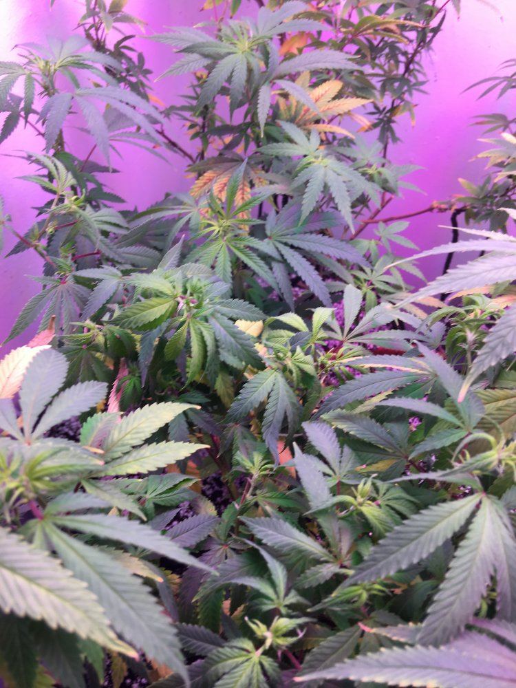 Revegged plants with leaf spots 3