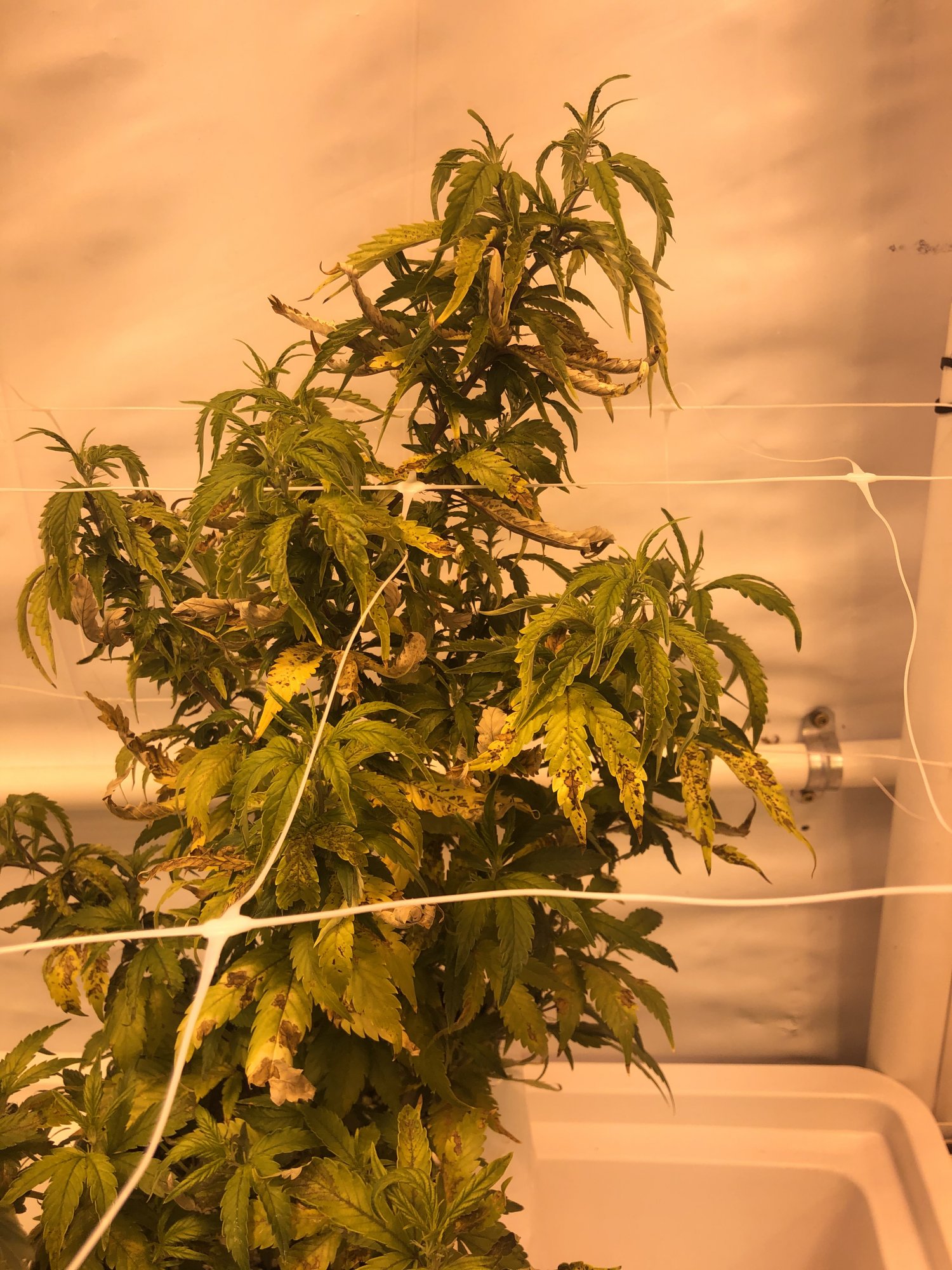 Rice root aphid infestations claw  deficiencies 5
