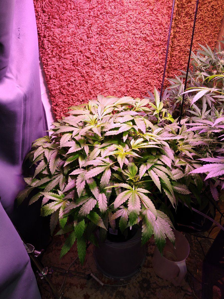 Ridiculous re veg    my re veg from an outdoor clone is so busy but its not getting any light 