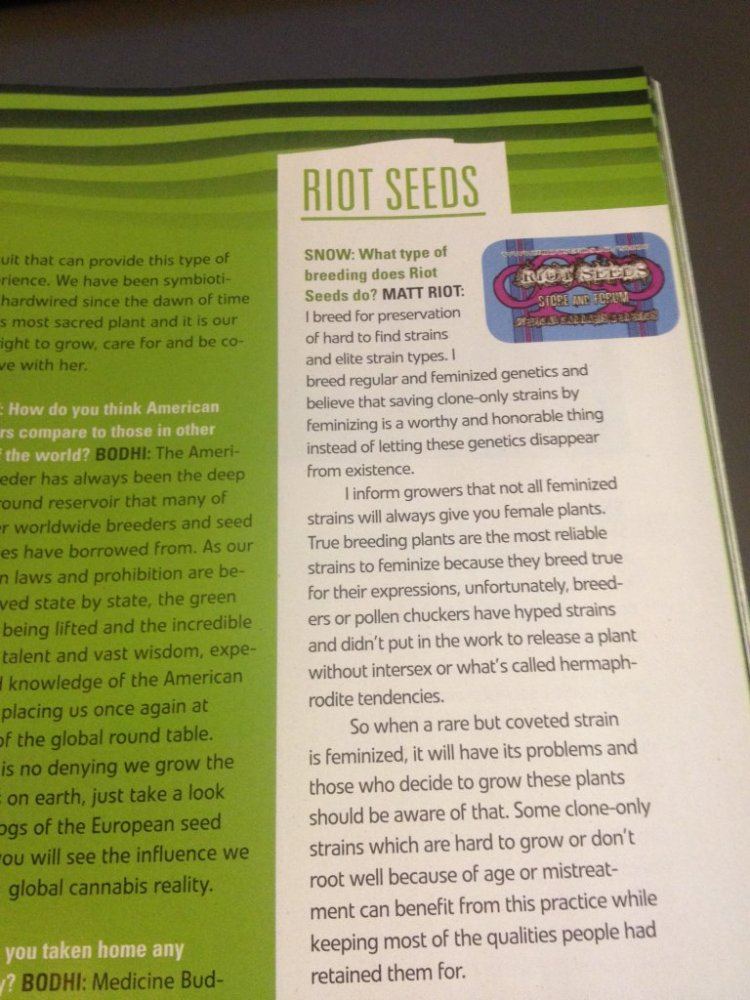 Riot seeds the new cool breeder 2
