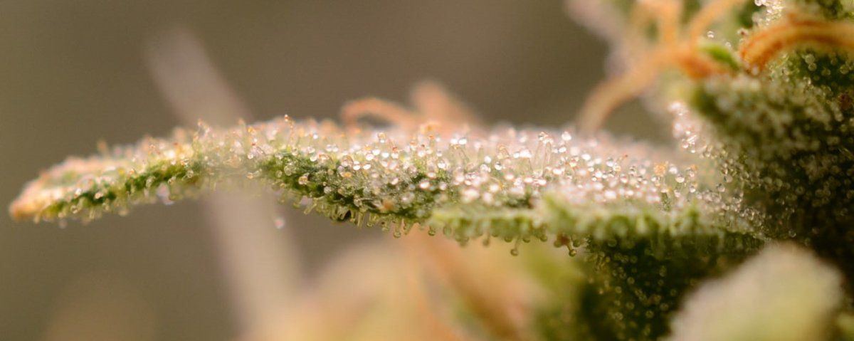 Ripe