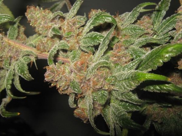 Ripenready 600 x 450