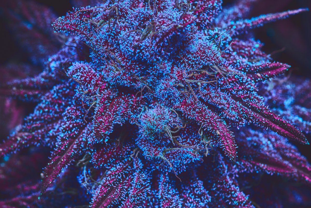 Ripped Ape Berry UVs