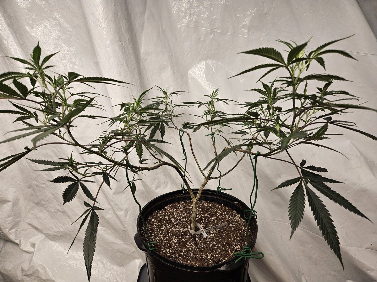 Rk early flowering