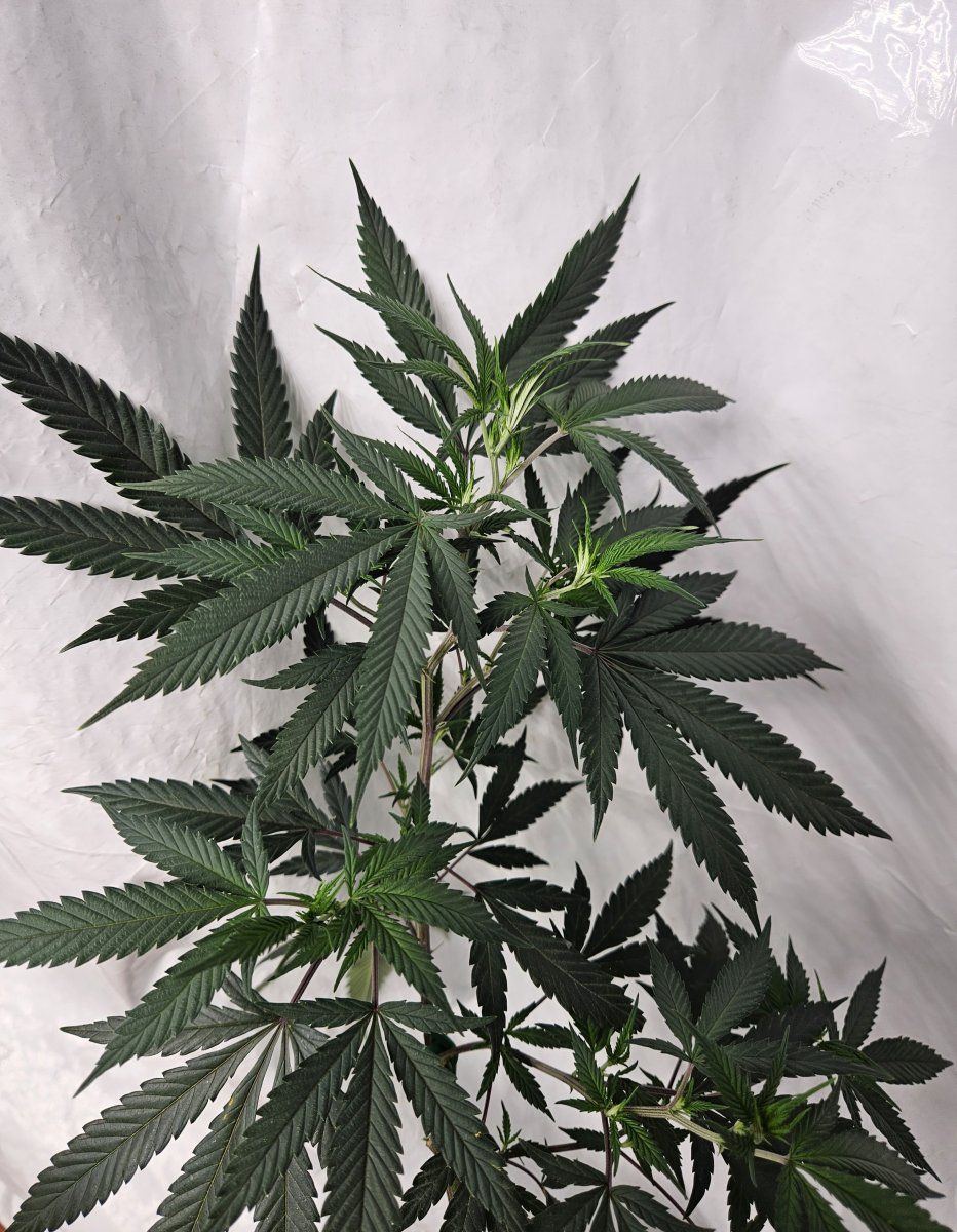RK early leaf