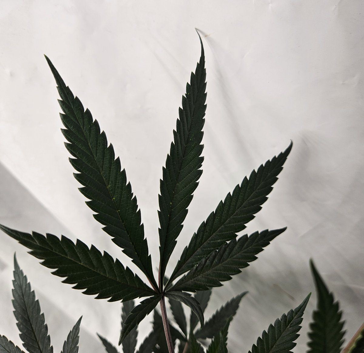 RK leaf 2