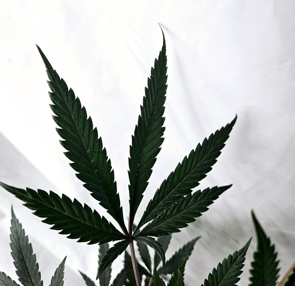 RK leaf 2 light