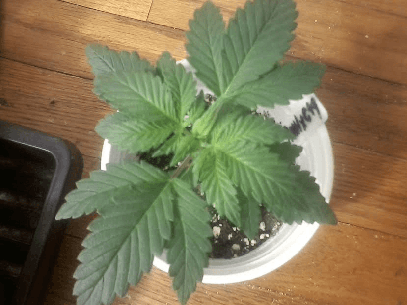 RMHxQxC9920days