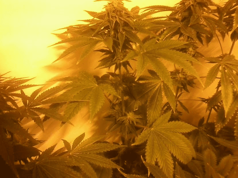 RMHxQxC995wks1717