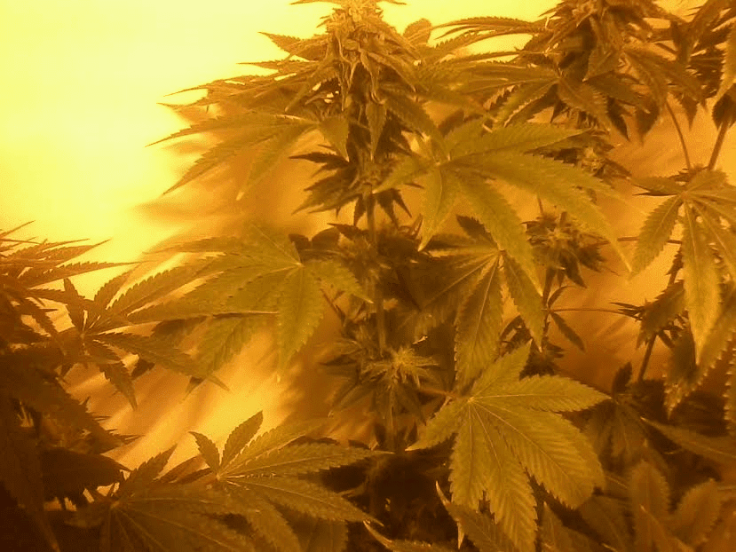 RMHxQxC995wks1717