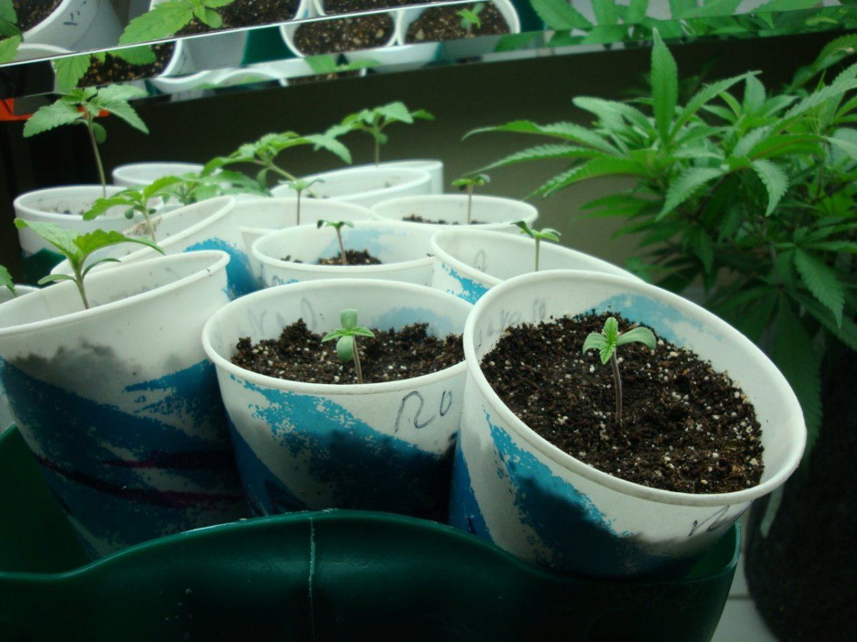 Roargeseedlings2