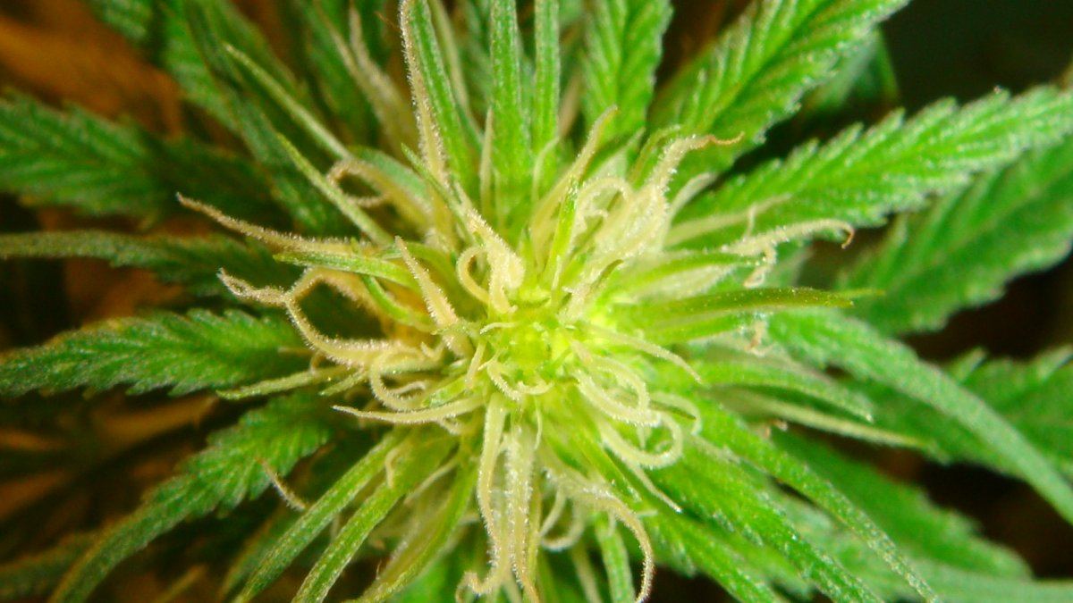 Rob1s the purps flower pics 15