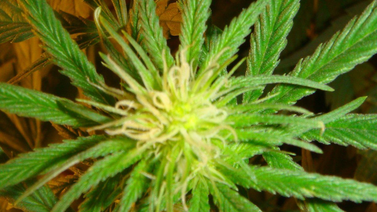 Rob1s the purps flower pics 5