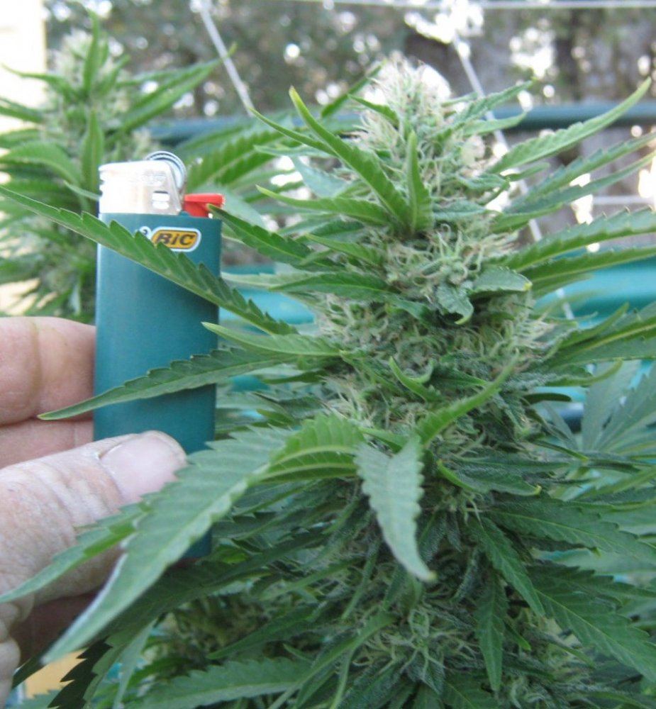 Rockcandy1bicbud9 4