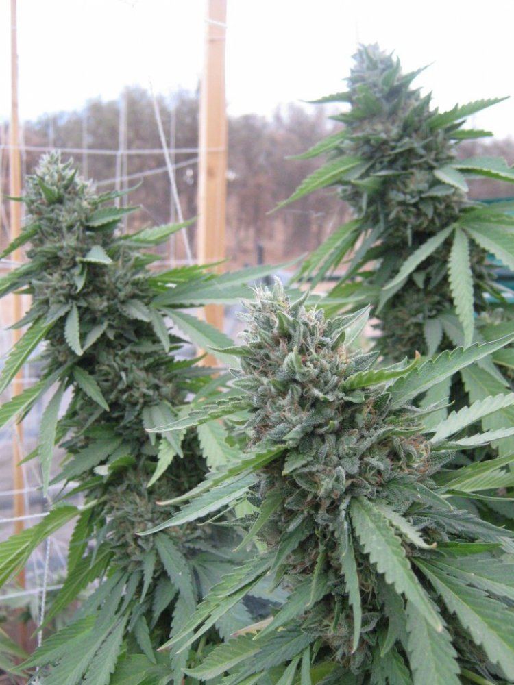 Rockcandy4 10 5